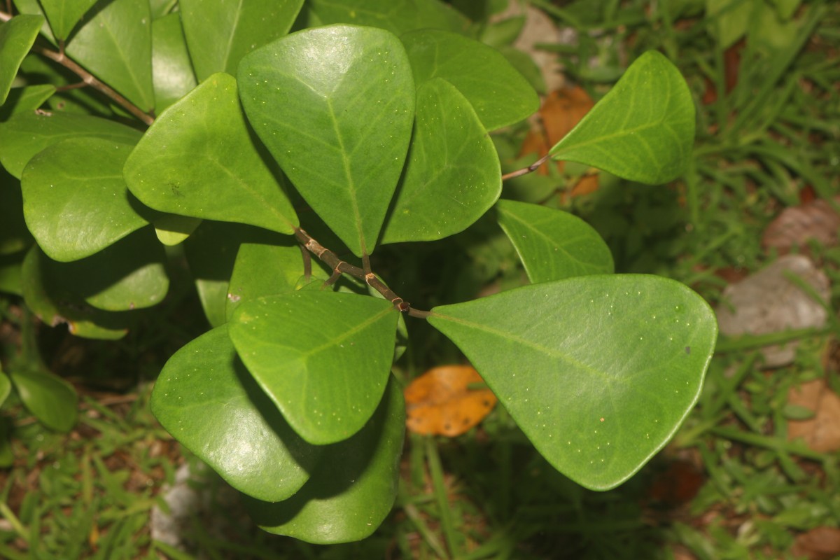 Ficus natalensis subsp. leprieurii (Miq.) C.C.Berg